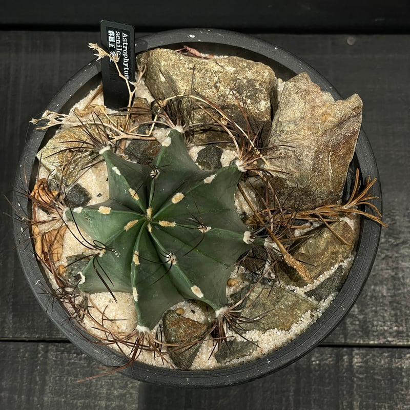 サボテン アストロフィツム 群鳳玉 × HABITAT STYLE | 最終的に