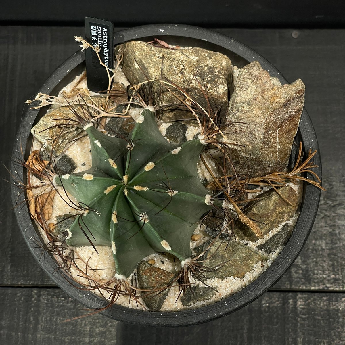 サボテン アストロフィツム 群鳳玉 × HABITAT STYLE | 最終的に