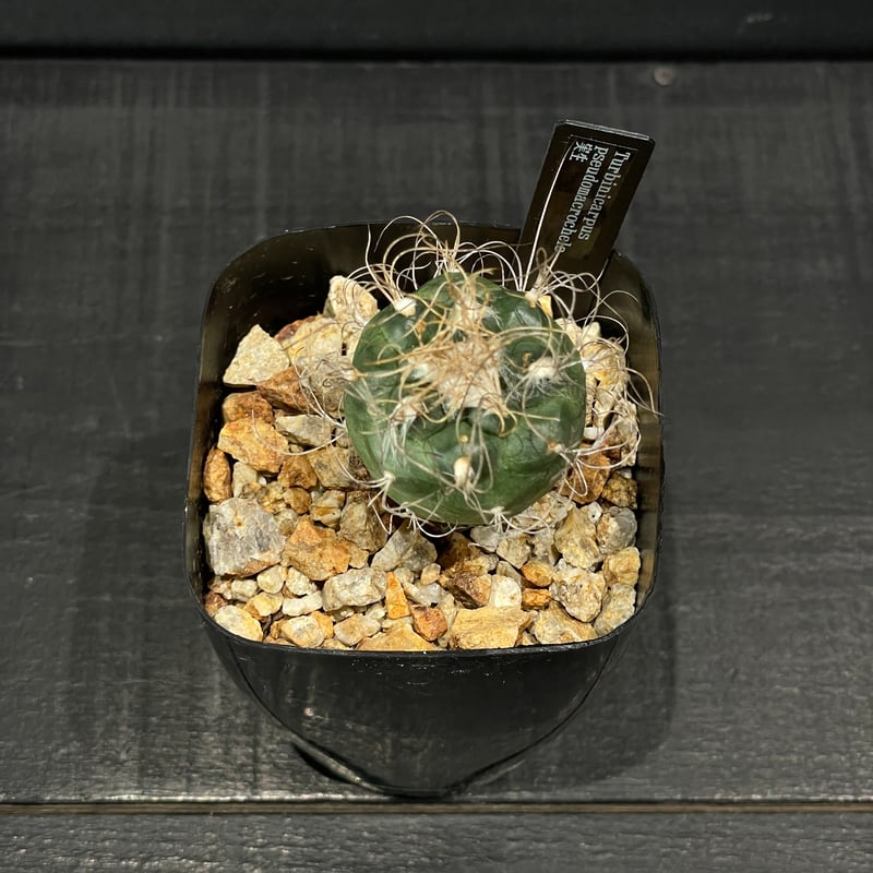 サボテン ツルビニカルプス 長城丸 × プラ鉢 | 最終的にサボテン