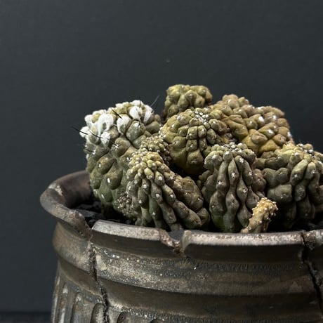 美株】コピアポアヒポガエア 国内実生 塊根植物 サボテン 陶器鉢入 美