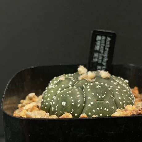 アストロフィツム | STORES