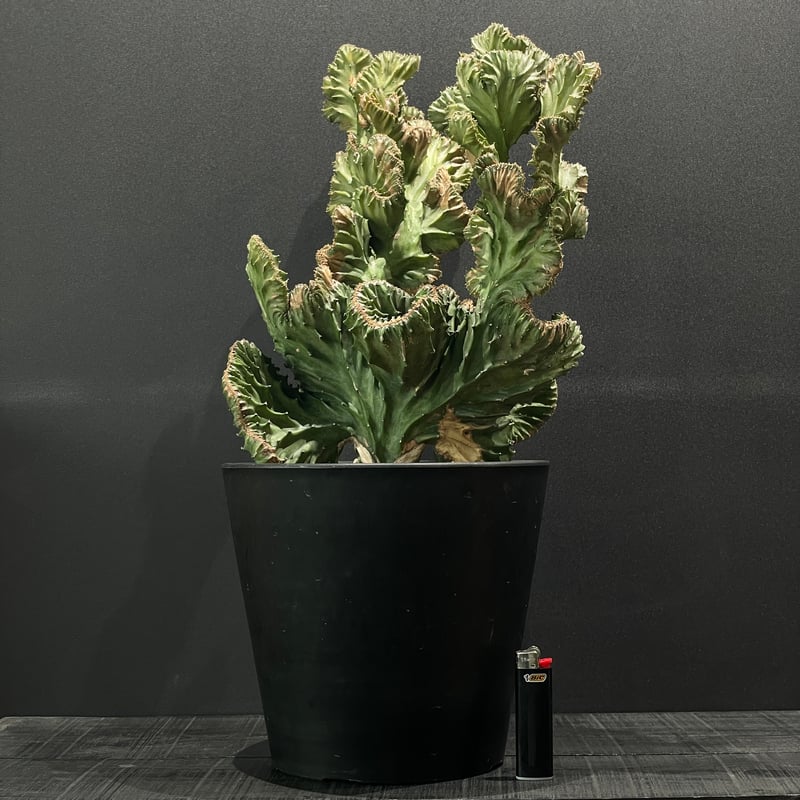 コーデックス ユーフォルビア ラクテア綴化 × BLACK PLASTIC POT