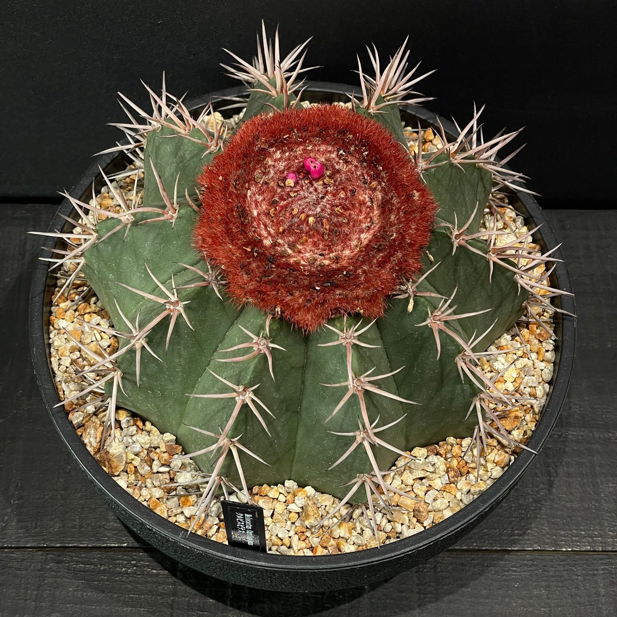 サボテン メロカクタス クルビスピナス × 樹脂鉢 | 最終的にサボテン