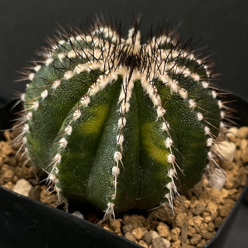 ユーベルマニアペクチニフェラ錦 Uebelmmania pectinifera ユーベルマニア ペクチニフェラ錦