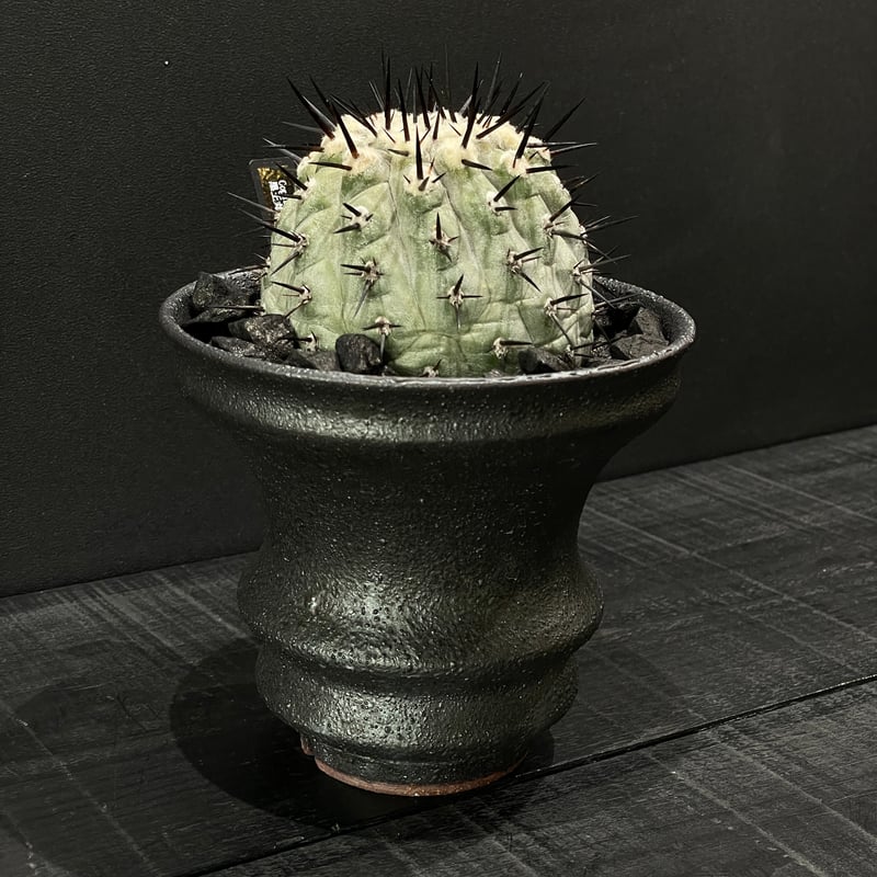 コピアポア 国王丸【 強刺】 実生 陶器鉢付き コピアポア 国王丸【 強刺】 実生 陶器鉢付き コピアポア 強刺黒