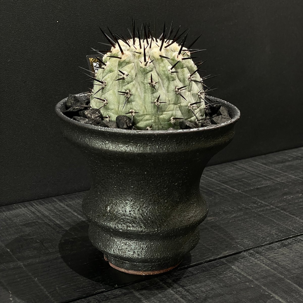 サボテン コピアポア 黒王丸（接ぎ降ろし） × 山元一真 作家鉢 | 最終