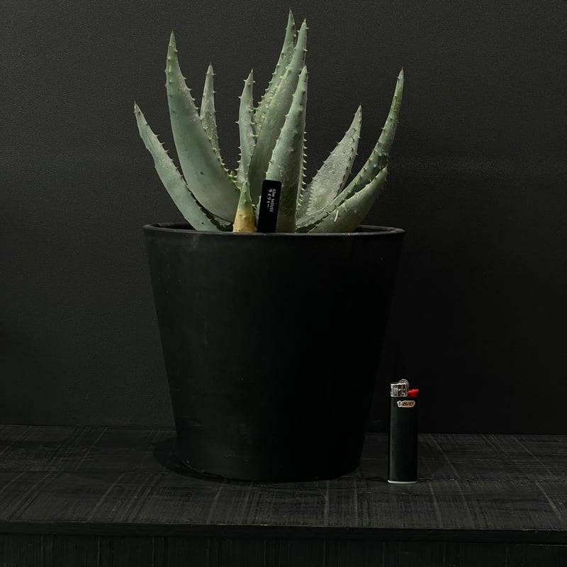 多肉植物 アロエ ライツィー × BLACK PLASTIC POT | 最終的にサボテン