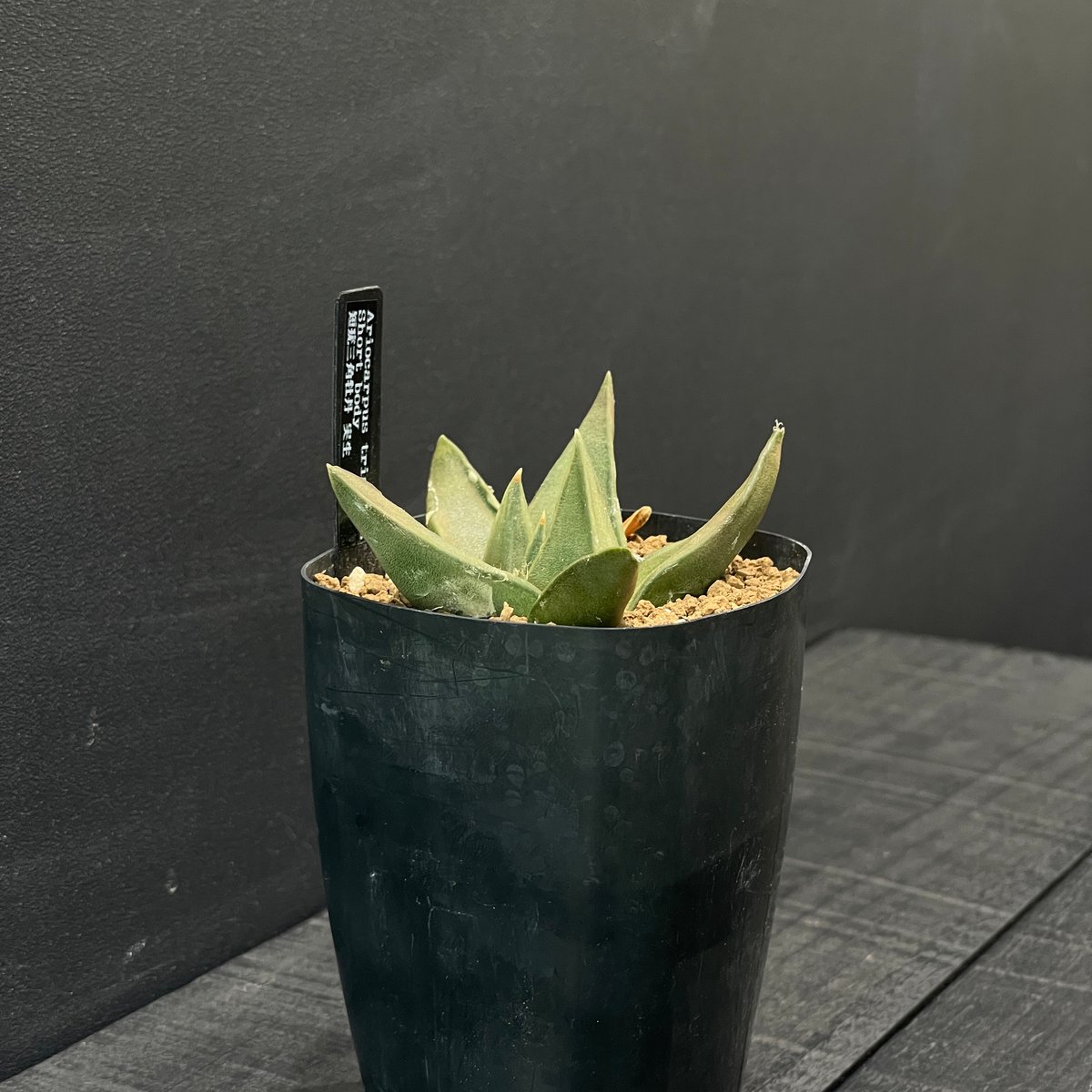 サボテン アリオカルプス 短疣三角牡丹 × プラ鉢 | 最終的にサボテン