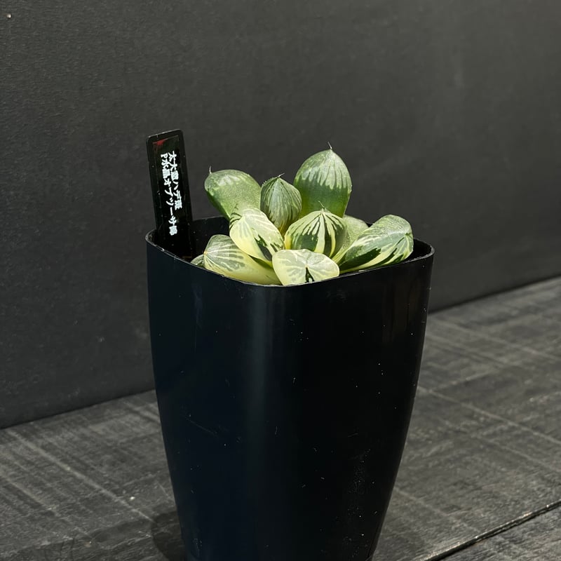 多肉植物 ハオルチア P水晶オブツーサ錦 × プラ鉢 | 最終的にサボテン