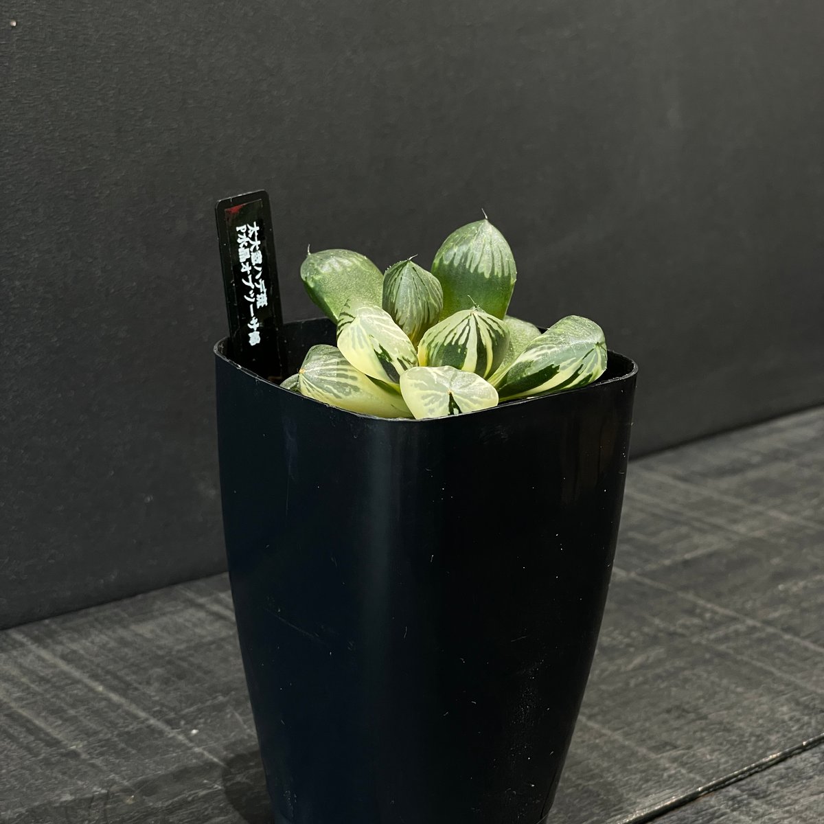 多肉植物 ハオルチア P水晶オブツーサ錦 × プラ鉢 | 最終的にサボテン