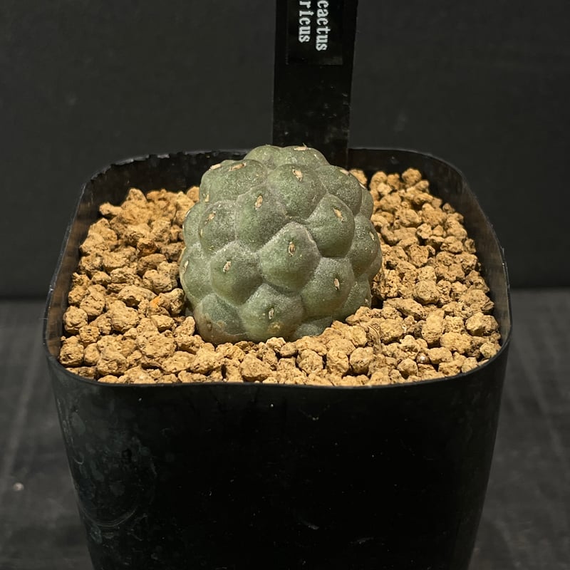 サボテン テフロカクタス ゲオメトリクス × プラ鉢 | 最終的にサボテン