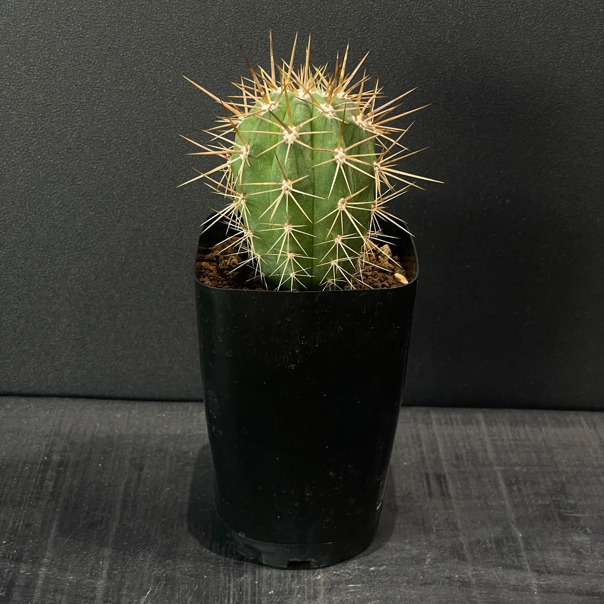 サボテン トリコケレウス 錦鶏竜 × プラ鉢 | 最終的にサボテン