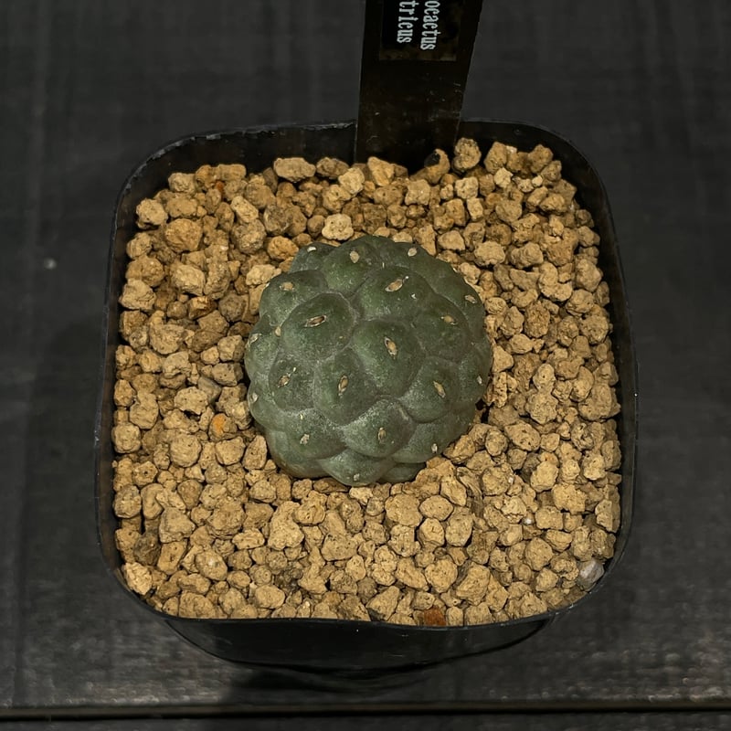 サボテン テフロカクタス ゲオメトリクス × プラ鉢 | 最終的に