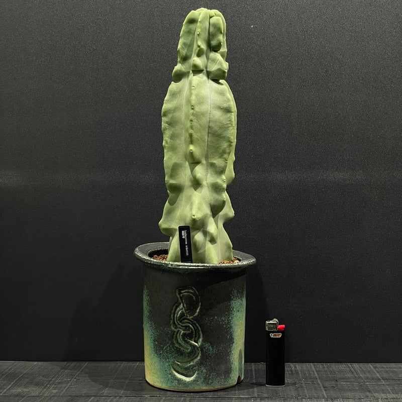 星形の突起がある緑色のサボテン サボテン ロホセレウス 福緑寿 × 陶器鉢 | 最終的にサボテン