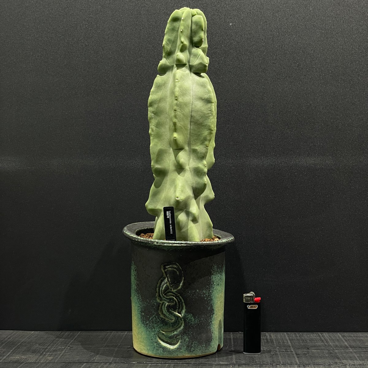 サボテン ロホセレウス 福緑寿 × 陶器鉢 | 最終的にサボテン