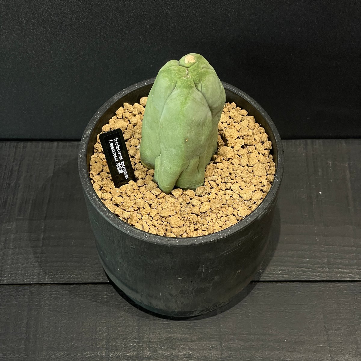 サボテン トリコケレウス 珍宝閣 × BLACK PLASTIC POT | 最終的に