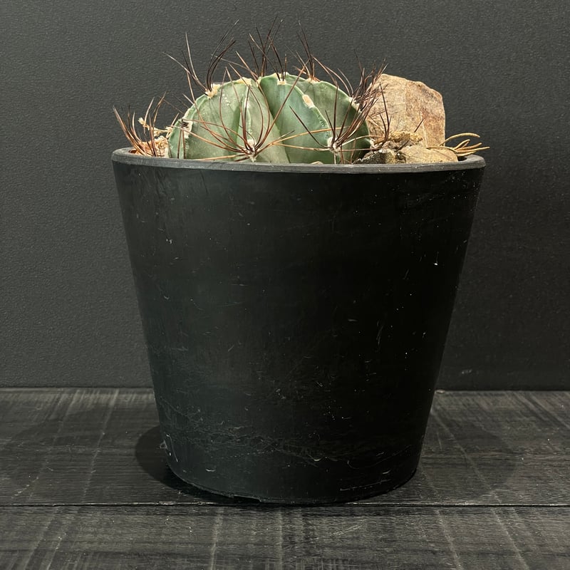 サボテン アストロフィツム 群鳳玉 × HABITAT STYLE | 最終的に