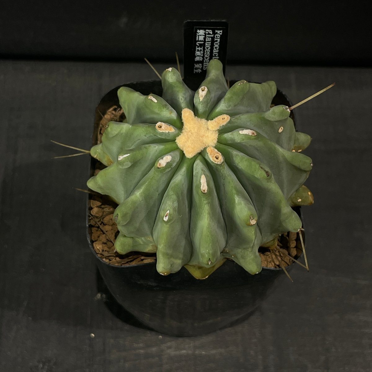 フェロカクタス　棘無王冠竜 中川智治×trigger】刺無王冠竜 | trigger