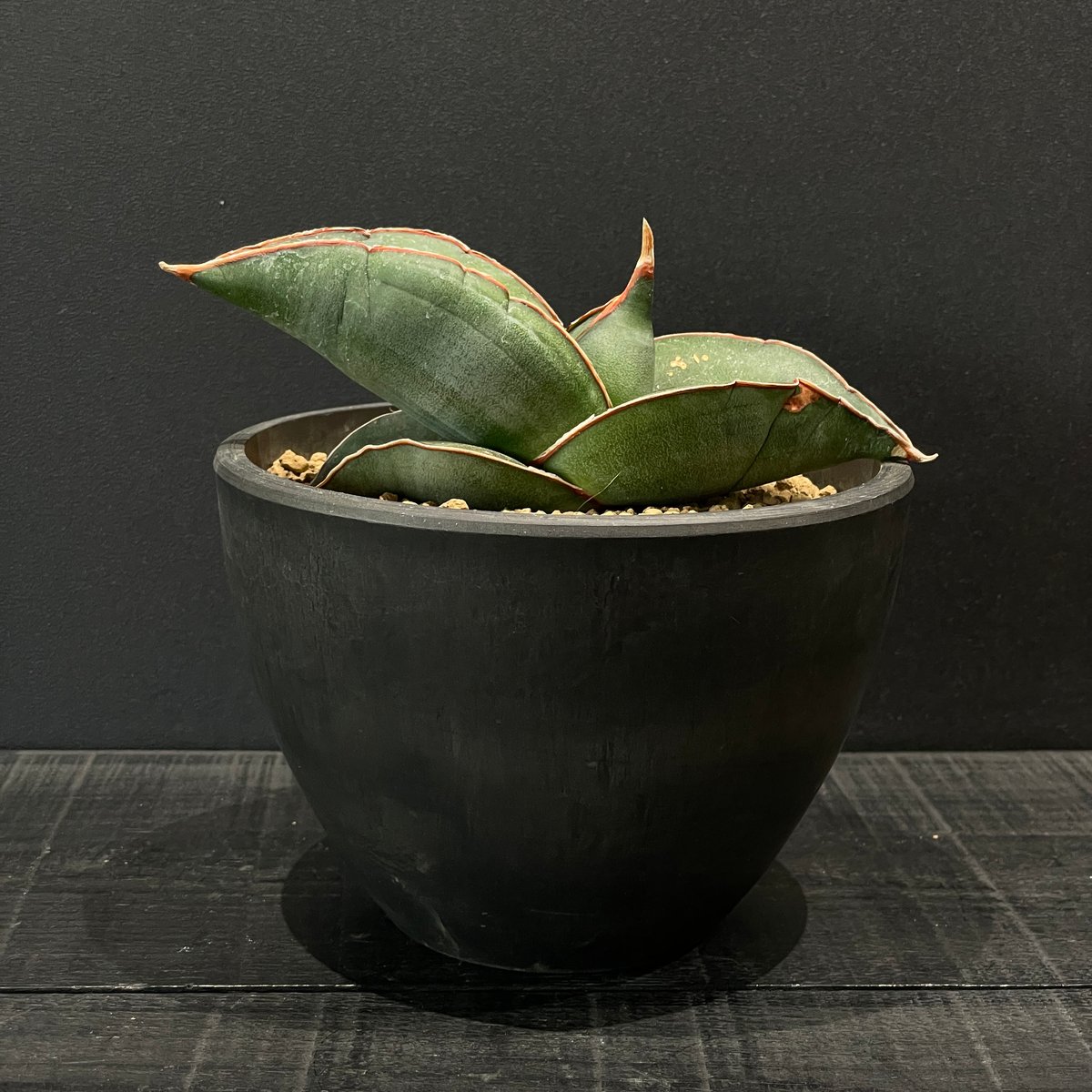 多肉植物 サンスベリア バナナ × BLACK PLASTIC POT | 最終的に