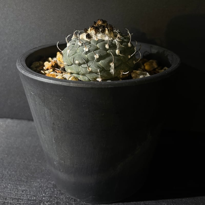Turbinicarpus jauernigii ハウエルニギー | 最終的にサボテン