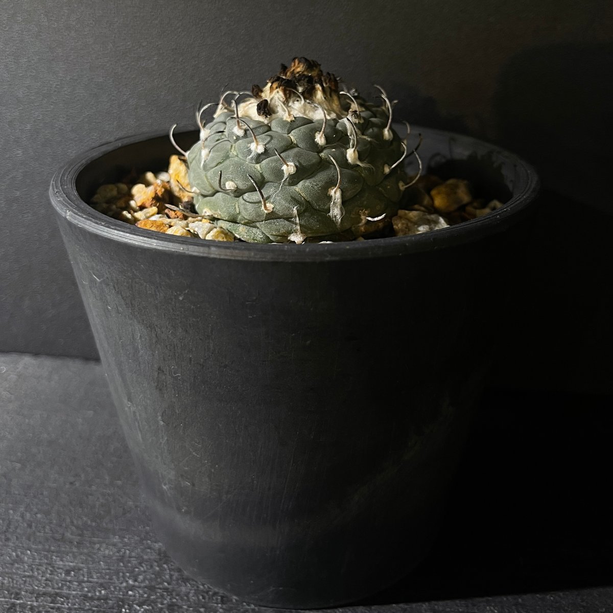 Turbinicarpus jauernigii ハウエルニギー | 最終的にサボテン オンラ