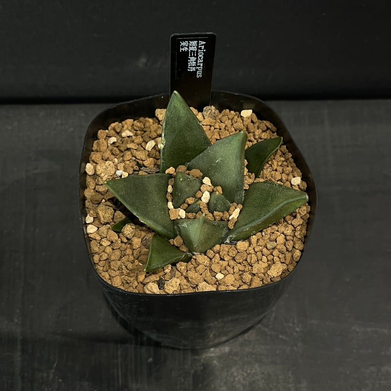 サボテン アリオカルプス 短疣三角牡丹 × プラ鉢 | 最終的にサボテン