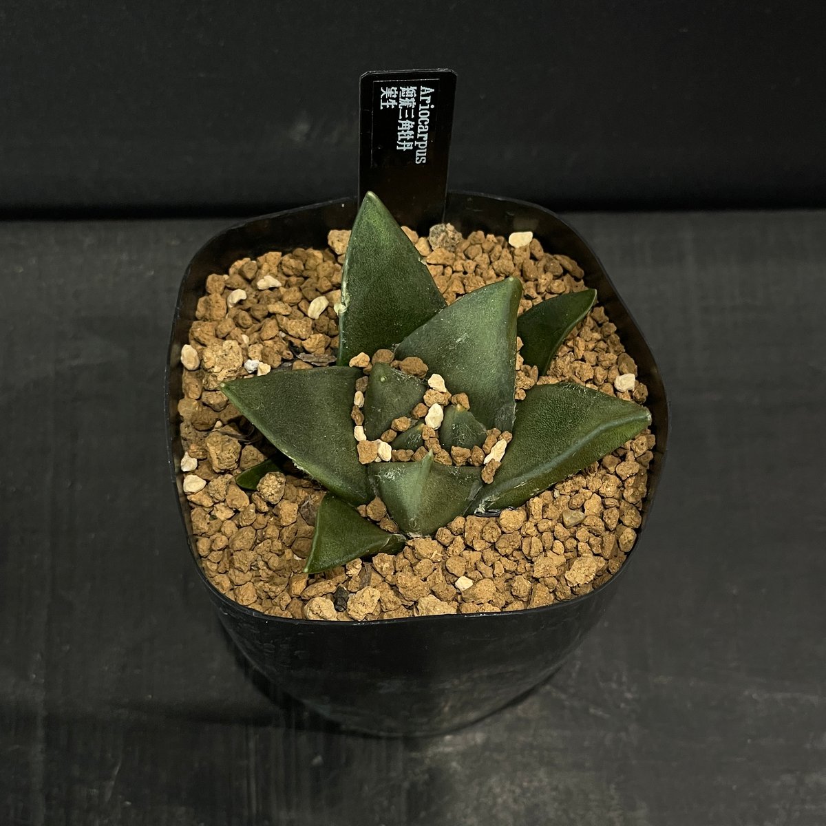 サボテン アリオカルプス 短疣三角牡丹 × プラ鉢 | 最終的にサボテン