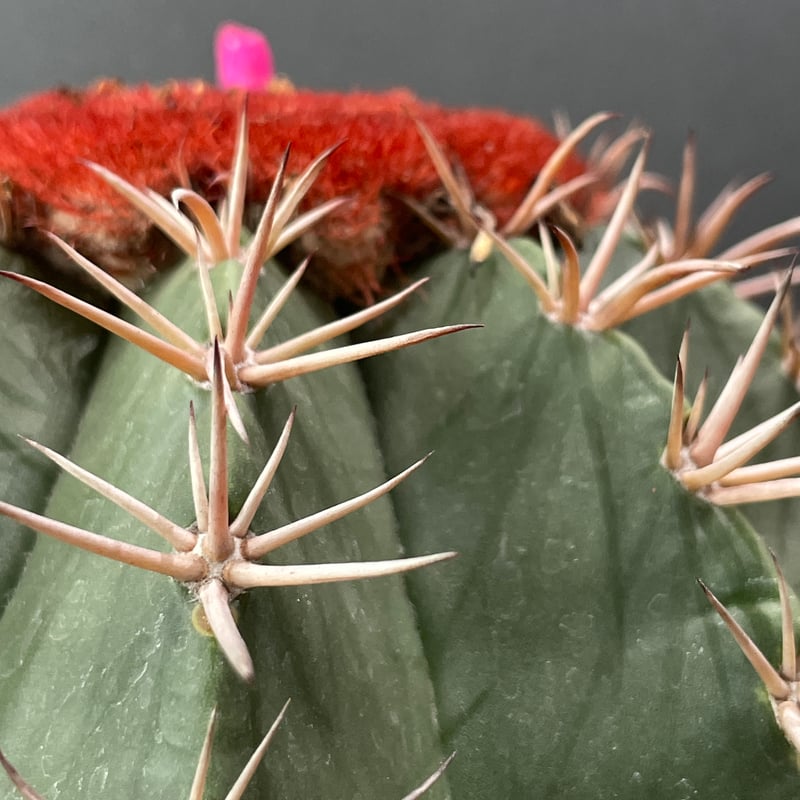 サボテン メロカクタス クルビスピナス × 樹脂鉢 | 最終的に