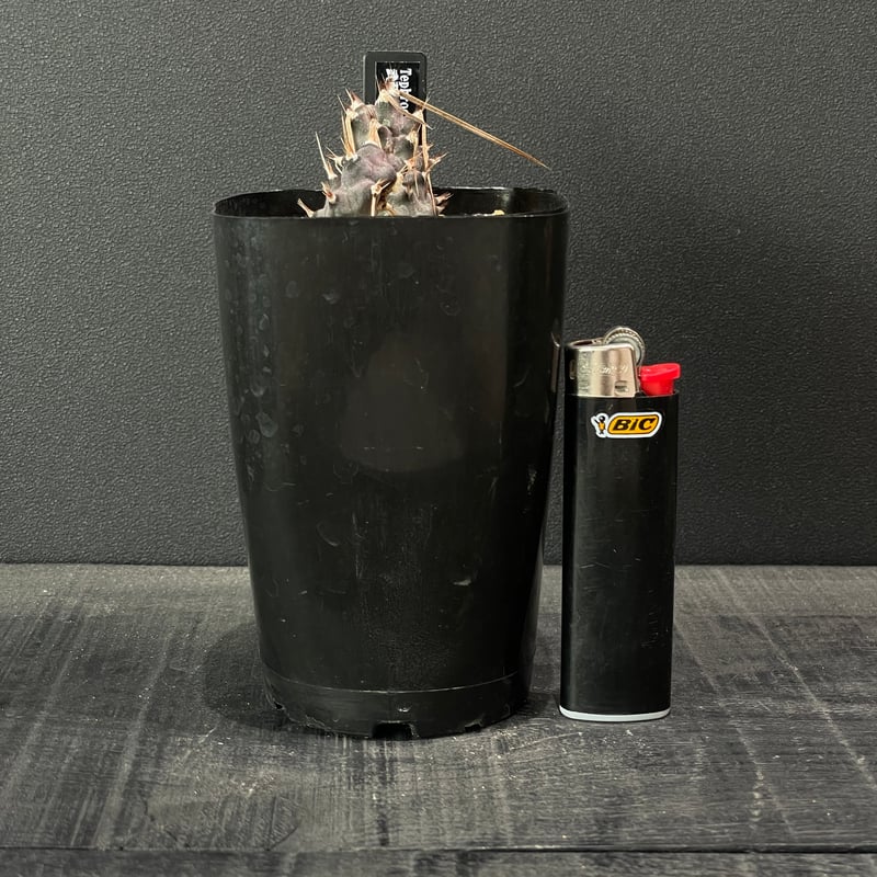 サボテン テフロカクタス 武蔵野 × プラ鉢 | 最終的にサボテン