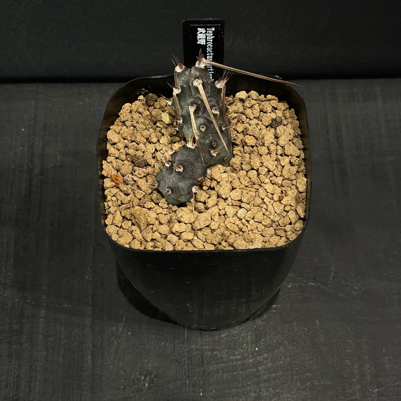 カクタス角田様ブラック一枚 青島文化教材社 スカイネット 1/12 カワサキ ニンジャ ZX-25R