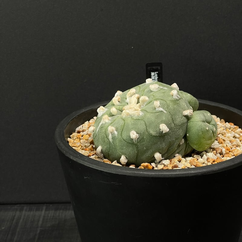 サボテン サボテン ロフォフォラ 烏羽玉 × BLACK PLASTIC POT | 最終的に