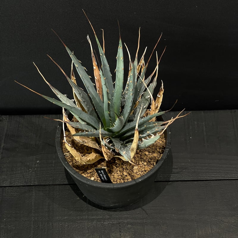 アガベ　エボリスピナ EBORISPINA アガベ ユタエンシス エボリスピナ 3寸ほど十数株入荷して