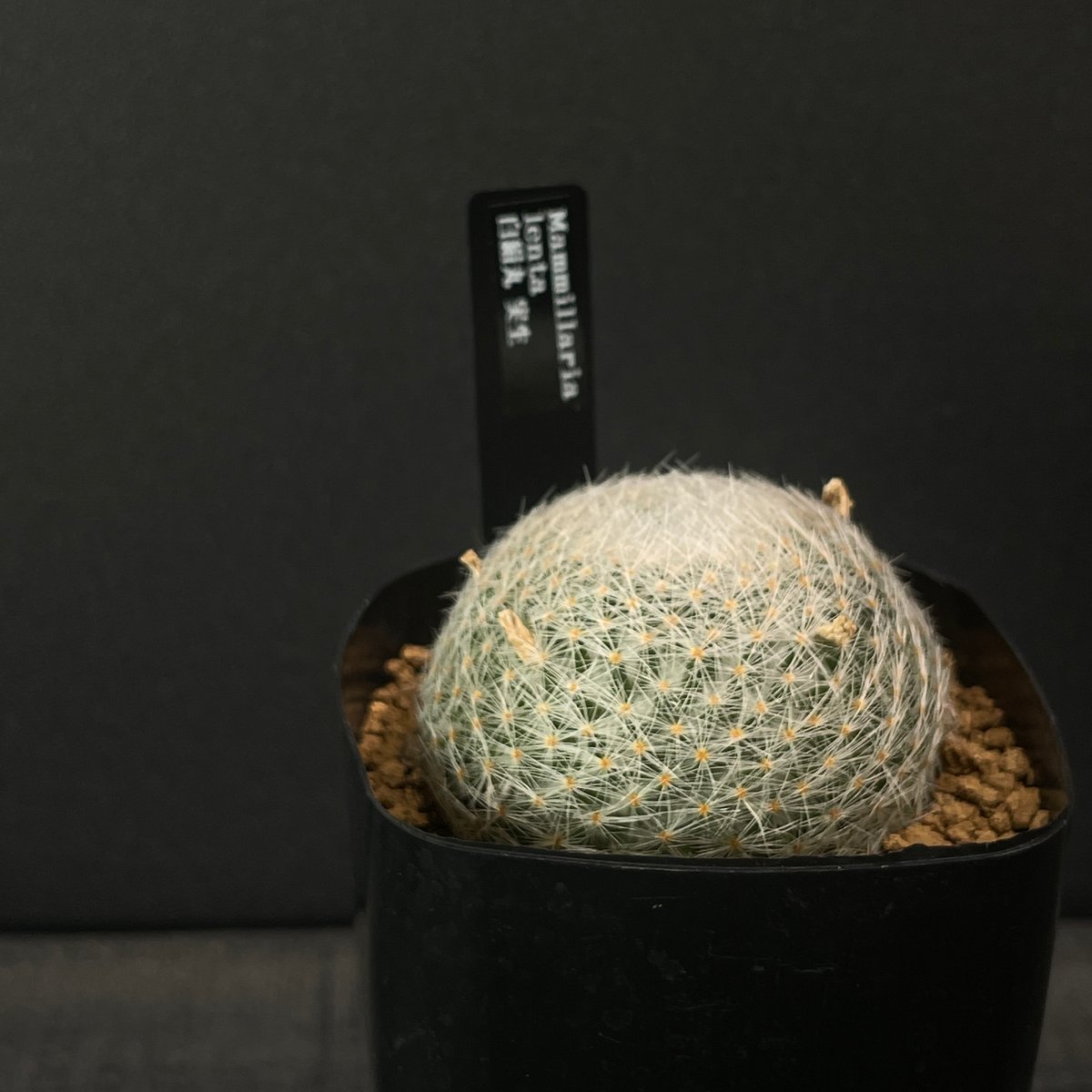 バハギア　モリブデン関白 サボテン マミラリア 白絹丸 × プラ鉢 | 最終的にサボテン オンライン