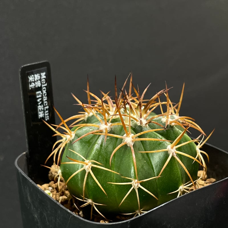 サボテン　メロカクタス　恒星雲　実生　※鉢のまま発送 サボテン メロカクタス 流雲 × プラ鉢 | 最終的にサボテン オンライン