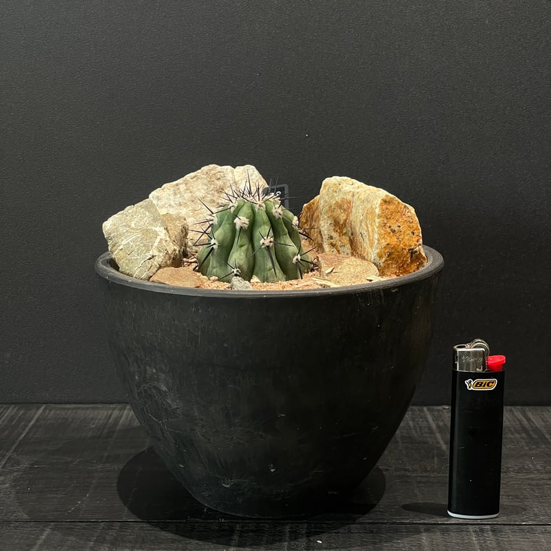 サボテン コピアポア 黒王丸 × HABITAT STYLE | 最終的にサボテン