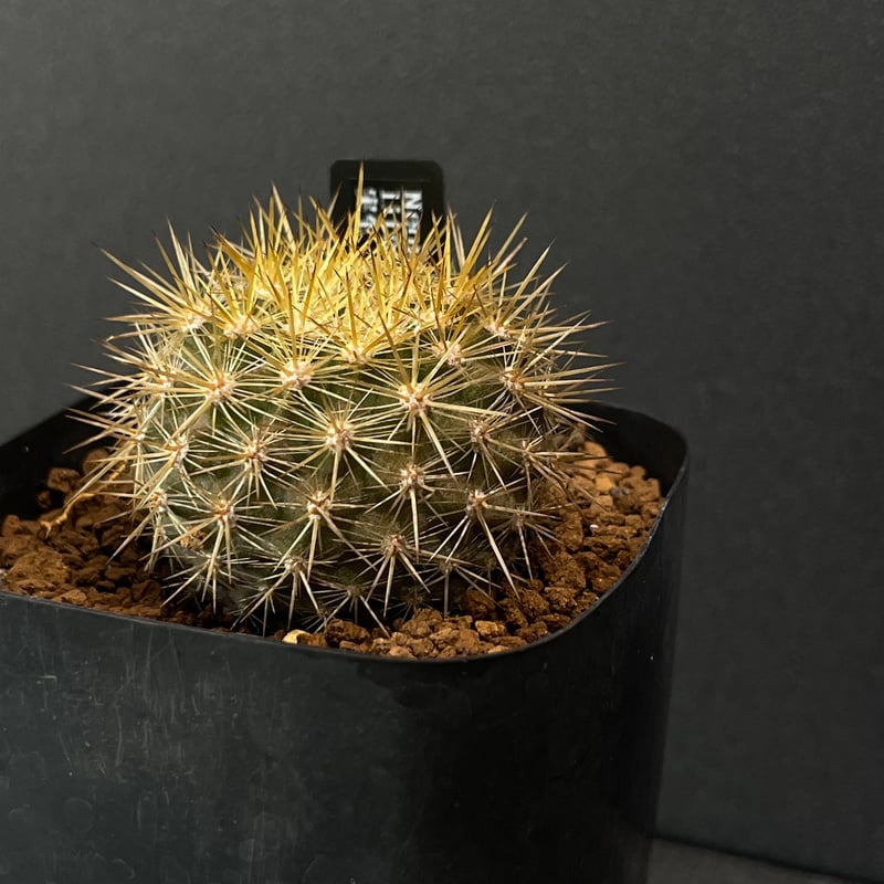 サボテン エリオシケ（旧ネオポルテリア) インターメディア × プラ鉢