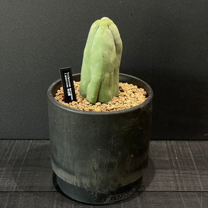 サボテン トリコケレウス 珍宝閣 × BLACK PLASTIC POT | 最終的に