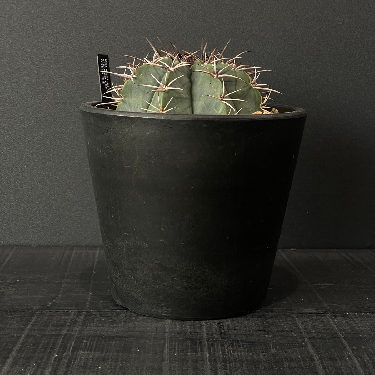 サボテン メロカクタス グラウセンスケンス × BLACK PLASTIC POT