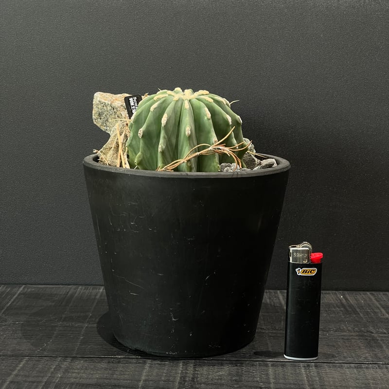 フェロカクタス　棘無王冠竜 フェロカクタス 棘無王冠竜 3.5号 - 植物と暮らす m-plant