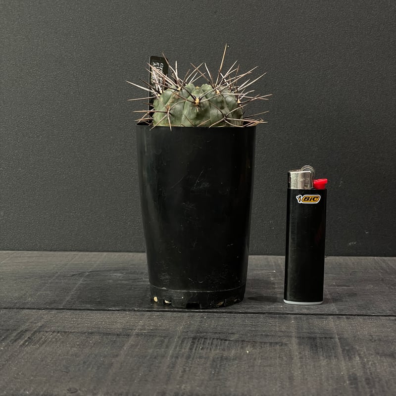 サボテン ギムノカリキウム 大型鬼胆丸 × プラ鉢 | 最終的にサボテン