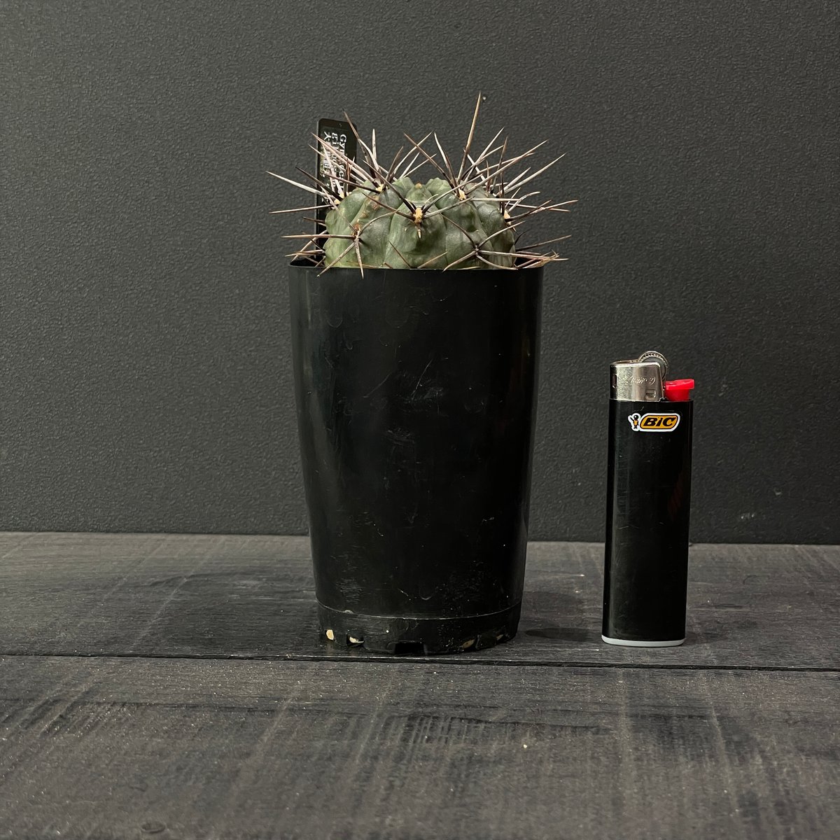 サボテン ギムノカリキウム 大型鬼胆丸 × プラ鉢 | 最終的に