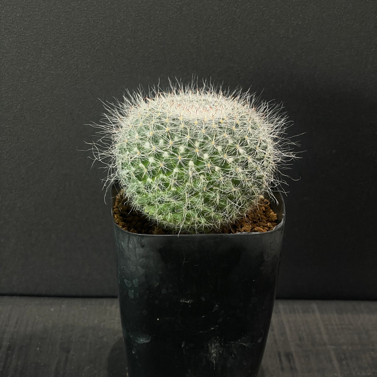 サボテン マミラリア 長毛玉翁 × プラ鉢 | 最終的にサボテン