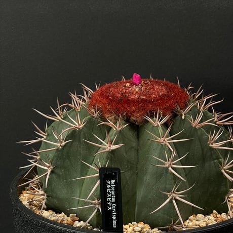 メロカクタス 巻雲 サボテン レア 人気サボテン メロカクタス 巻雲