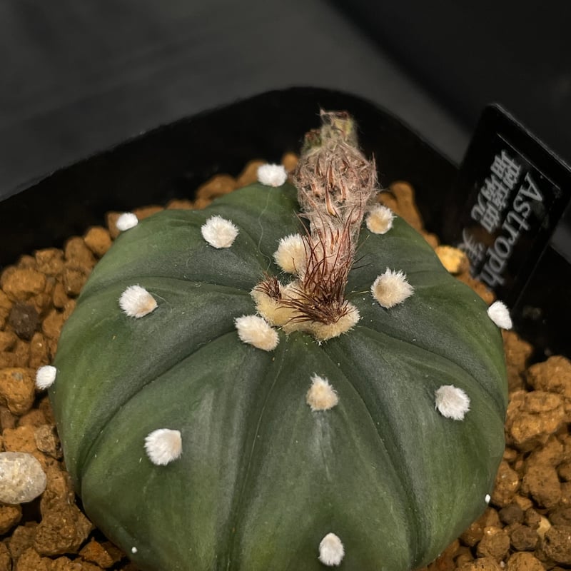 OZWRT Spirit of Astrophytum オズワート 瑠璃兜 OZWRT Spirit of Astrophytum オズワート 瑠璃兜