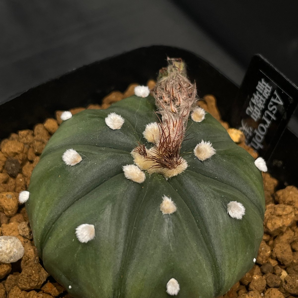 サボテン アストロフィツム 瑠璃兜 × プラ鉢 | 最終的にサボテン