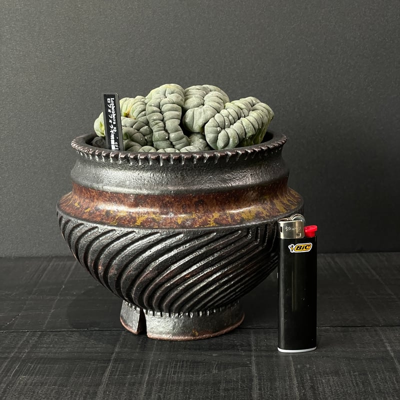 サボテン ロフォフォラ 品種不明 綴化（未開花球）× 山元一真 陶器鉢