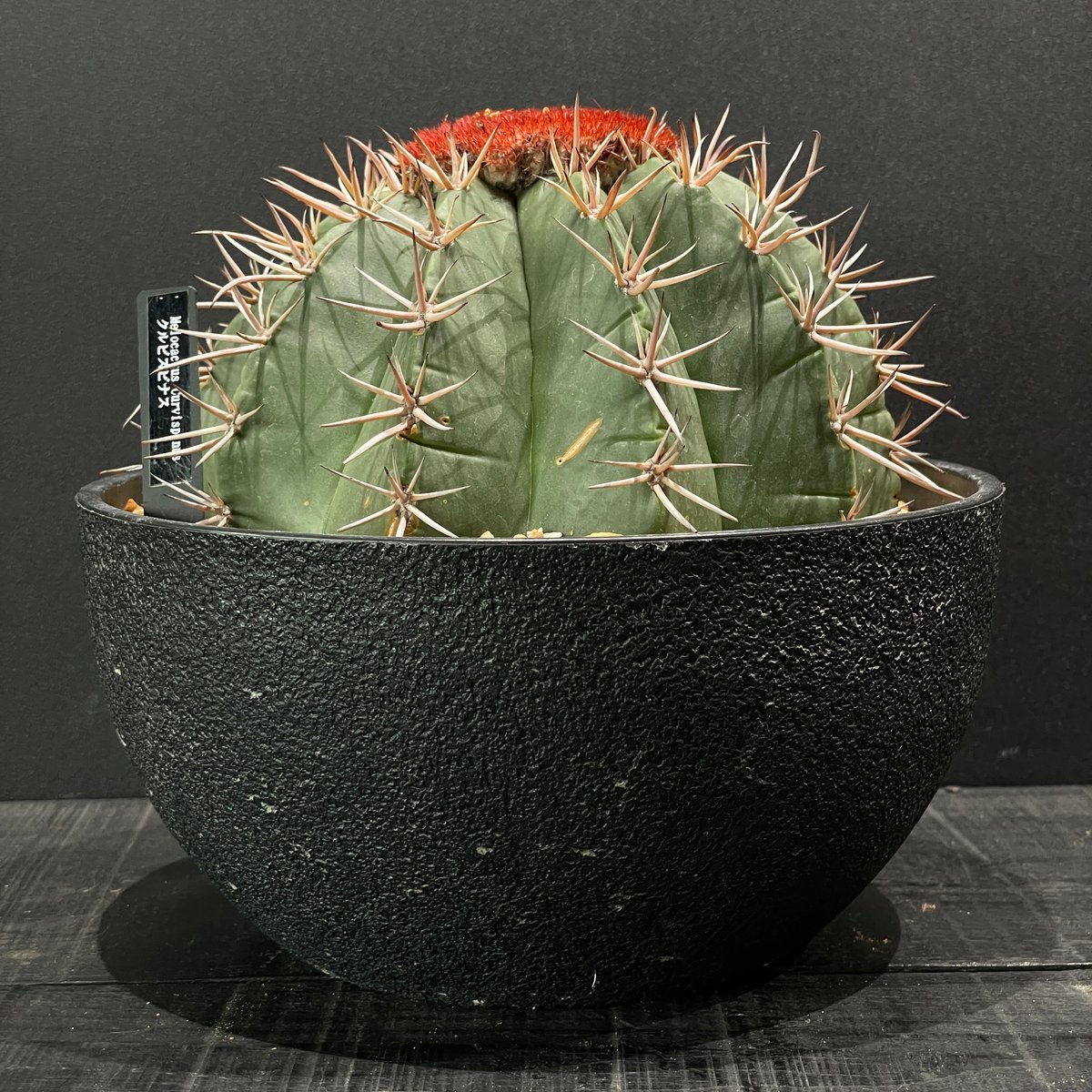 サボテン メロカクタス クルビスピナス × 樹脂鉢 | 最終的にサボテン