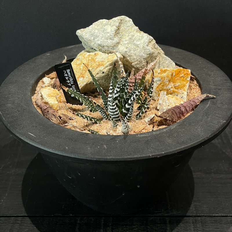 多肉植物 ハオルチア 五重塔 × HABITAT STYLE | 最終的にサボテン