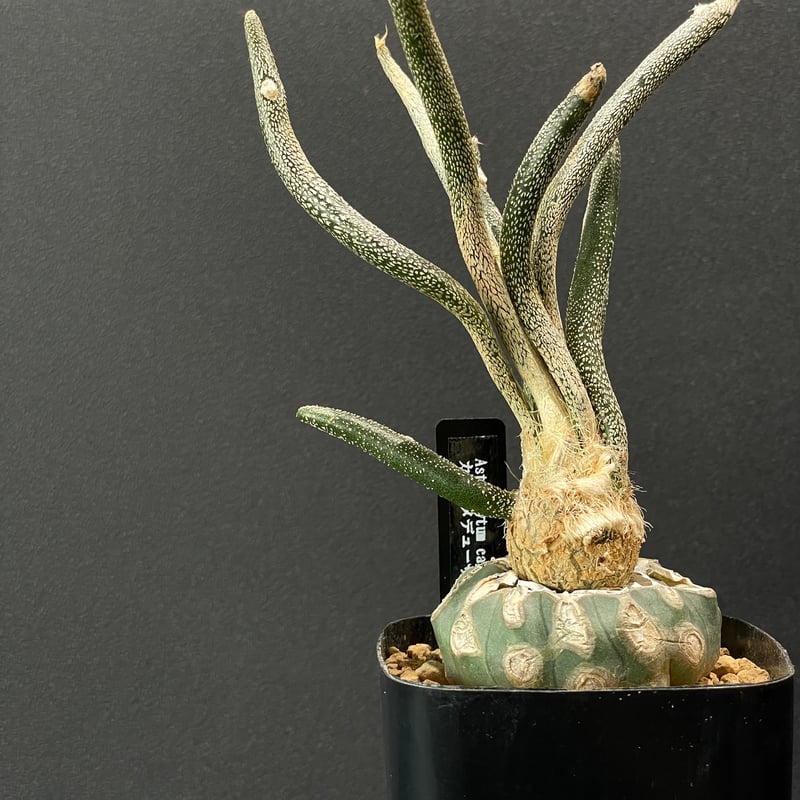 サボテン アストロフィツム カプトメデュューサ 接ぎ木 × プラ鉢