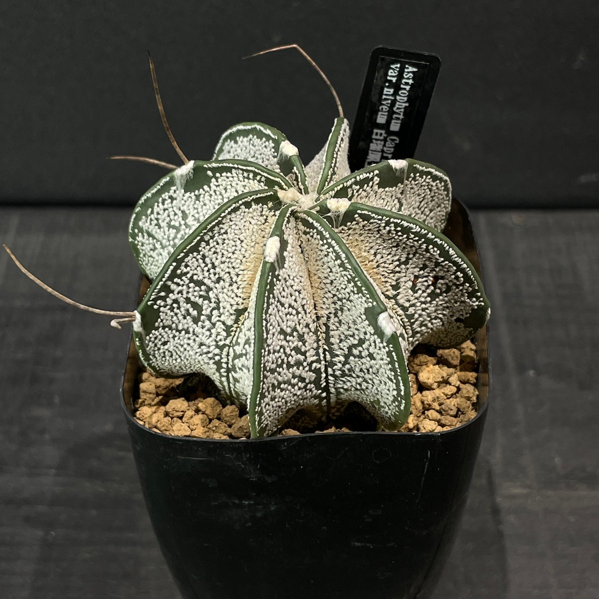 アストロフィツム 白瑞鳳玉 4号プラ鉢 国内実生 サボテン アストロフィツム 白瑞鳳玉 × プラ鉢 | 最終的にサボテン